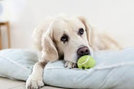 Dog Lover