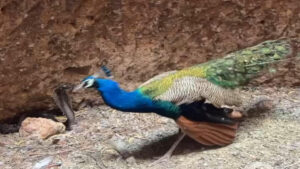 Peacock and Snake Fight