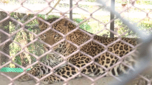 Dehradun Zoo Tiger