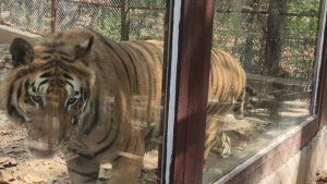 Dehradun Zoo Tiger