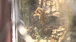 Dehradun Zoo Tiger