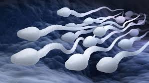 Sperm Racing