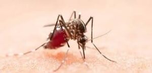 Dengue-Chikungunya