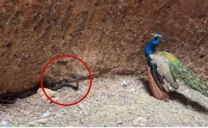 Peacock and Snake Fight